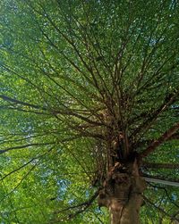 Low angle view of tree in forest