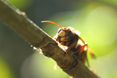 Close-up of insect on leaf