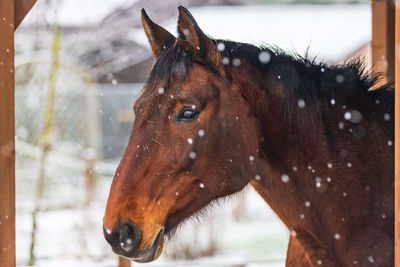 A horse in a paddock on a windy winter day. visible snowflakes, wind and frost. close-up of  horse