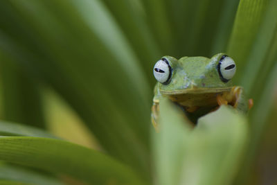 Close-up of frog on leaf