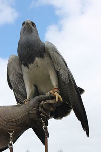 Low angle view of birds perching on a hand