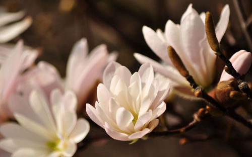 Close-up of flowers against blurred background