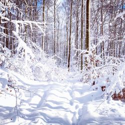 Snow covered land and trees in forest