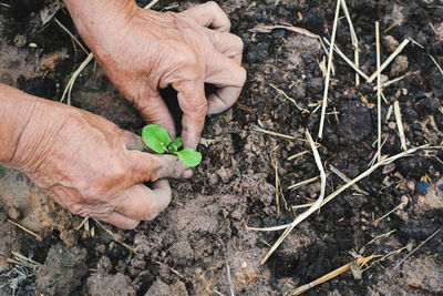 Cropped hands of man planting sapling on field