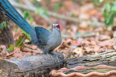 Beautiful of green billed malkoh great of cuckoo bird drinking water on tub