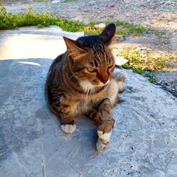 High angle portrait of tabby sitting on footpath
