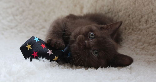 Black cat lying on floor