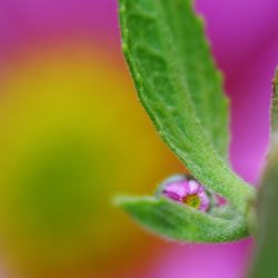 Close-up of pink flower