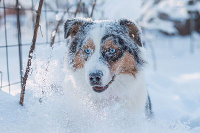 Detail on the animal head of colourful australian shepherd during the winter season. snow and puppy