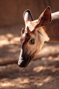 Close-up of horse