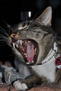 Close-up of cat yawning