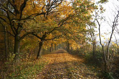 Trees by plants during autumn