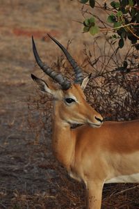 Savana kenya