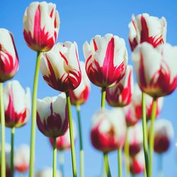 Close-up of red flowers against sky