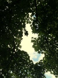 Low angle view of trees in forest against sky