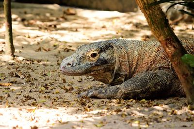 Close-up of turtle on field