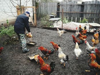 Full length of man feeding birds