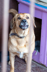 Dog in animal shelter waiting for adoption. portrait of homeless dog in animal shelter cage. 