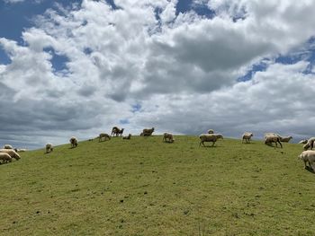 Flock of sheep grazing in field