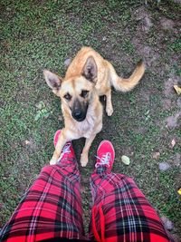 High angle view of dog with woman