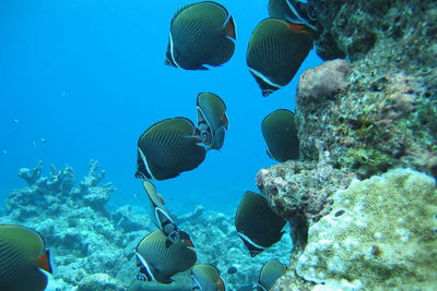 Fishes swimming in sea
