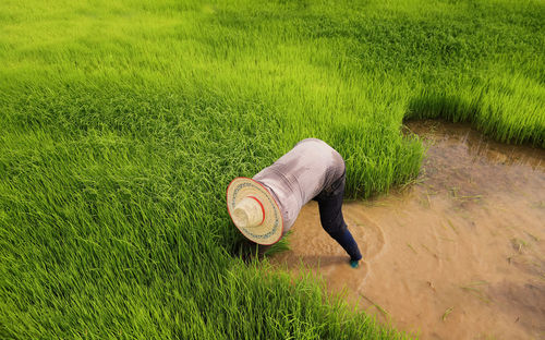 Farmers farming on rice field. farmer are planting rice in the rice farm. thailand.