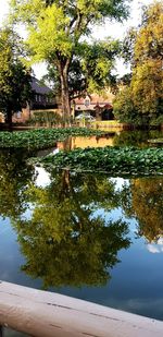 Scenic view of lake by trees in park