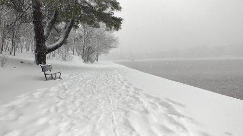 Trees on snow covered landscape