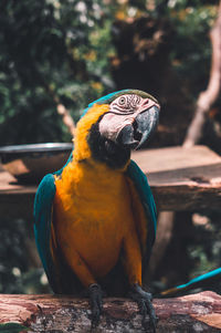 Close-up of a bird perching on wood