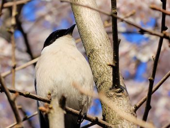 Low angle view of bird perching on branch