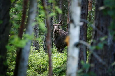 View of an animal on land