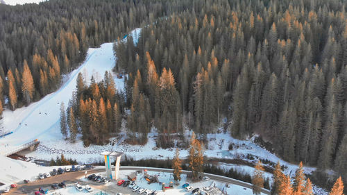 High angle view of pine trees on snow covered mountain