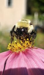 Close-up of bee on yellow flower