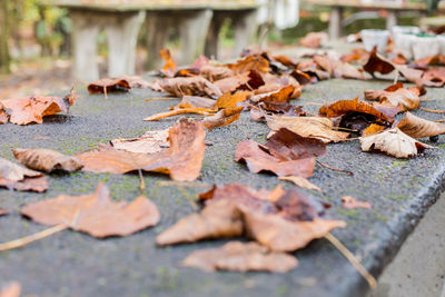 Close-up of dry maple leaves