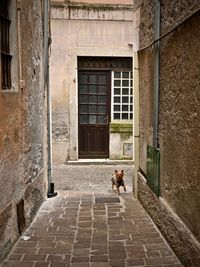 Dog in old building