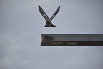 Low angle view of birds flying in sky