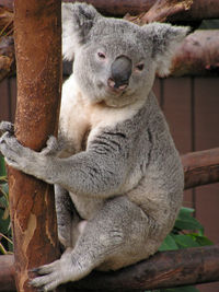 Close-up of sheep on tree trunk