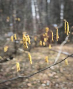 Close-up of flowering plant against blurred background