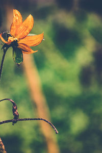 Close-up of red flowering plant