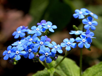 Close-up of purple flowering plants