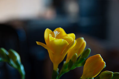 Close-up of yellow flower against blurred background