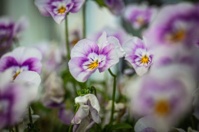 Close-up of pink flowering plants