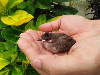 Cropped image of hand holding small bird