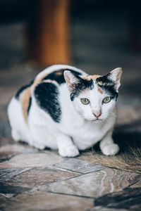 Close-up portrait of a cat