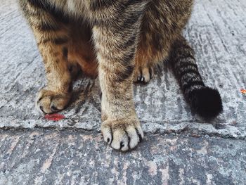 Close-up of dog