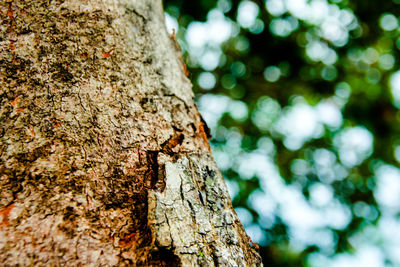 Close-up of tree stump