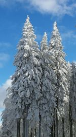 Low angle view of trees against sky