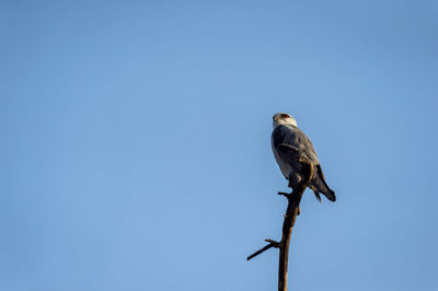 Low angle view of bird perching on a clear blue sky