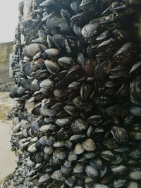 Close-up of shells on beach