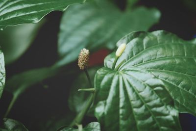 Close-up of green plant